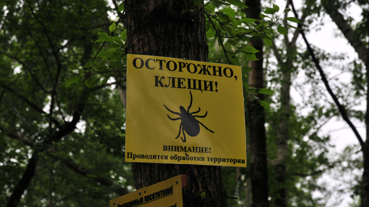 «Клещ — очень нежное животное». В Екатеринбурге кровопийцы внезапно стали реже нападать на людей