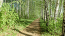 Ярославцам запретили в ближайшие недели ходить в лес: в чём причина