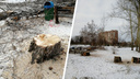 В Парке Юннатов в Студгородке вырубили полсотни деревьев