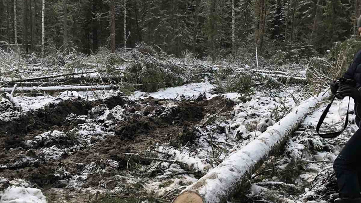 В Уватском районе дерево убило рабочего