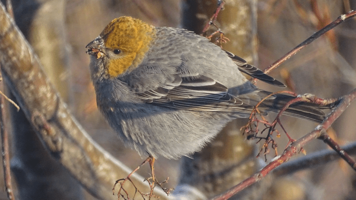 Смотрите славную фотоколлекцию красноярских птичек: так близко вы их не видели