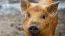Райцентр в Волгоградской области закрыли на карантин из-за африканской чумы свиней