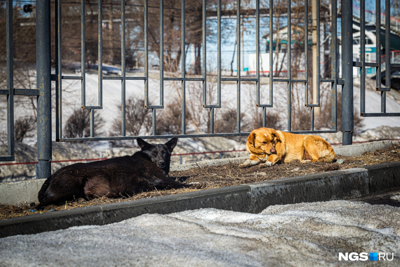 Бездомные собаки наслаждаются солнышком