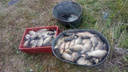 В Зауралье очередному рыбаку грозит срок за вылов рыбы сетями