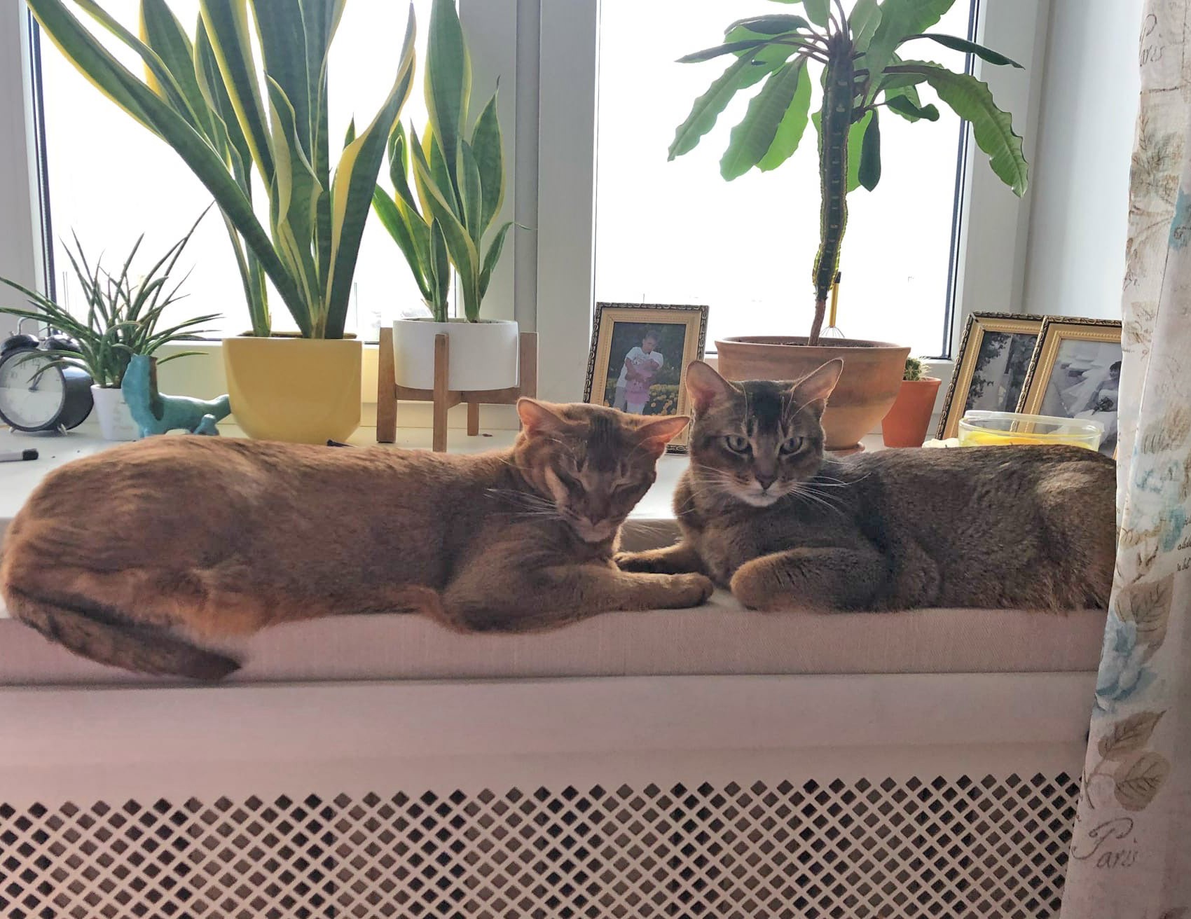 Коты боги дивана фото