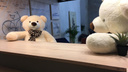 Новосибирец продает плюшевых медведей на миллион рублей в месяц: узнали, как у него это получилось
