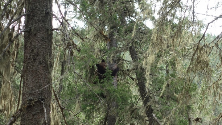 Посетителей «Гремячей гривы» предупредили о бродящей в парке медведице
