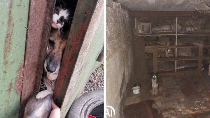 Волонтёры спасли 15 кошек и собак, запертых в гараже у «собирательницы» животных