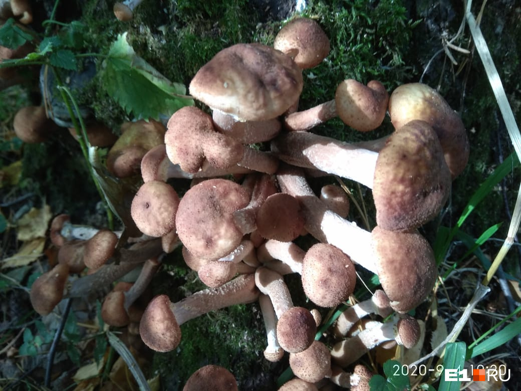 Вот эти грибы растут в окрестностях Полевского