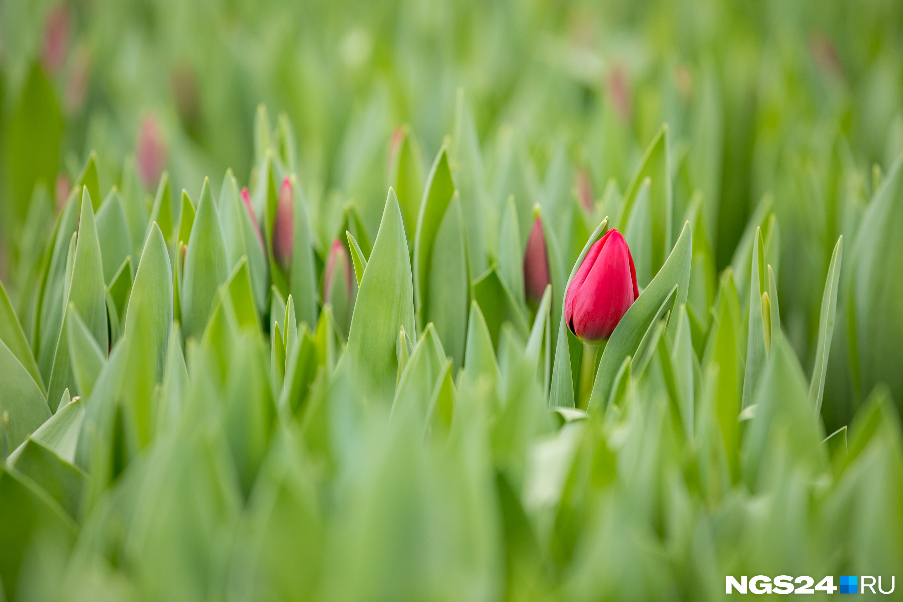 Красные тюльпаны — самые популярные у покупателей