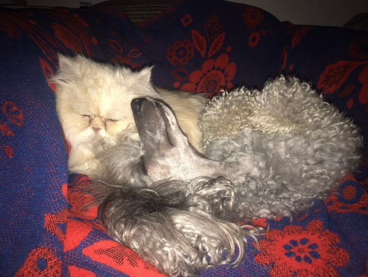 Пудель Грей и персидский кот Аверьян. Когда маленький Грей появился в семье, то Аверьяну было уже 11 лет. Поэтому, говорит хозяйка, кот для него как взрослый братик