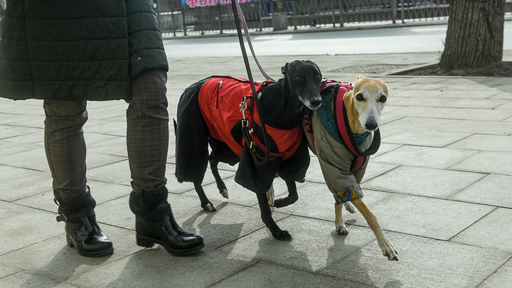 С собакой можно. 15 фотографий песиков, спасающих екатеринбуржцев от заточения