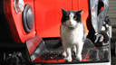 Пожарные поздравили своего кота по имени Гидрант с Днем кошек