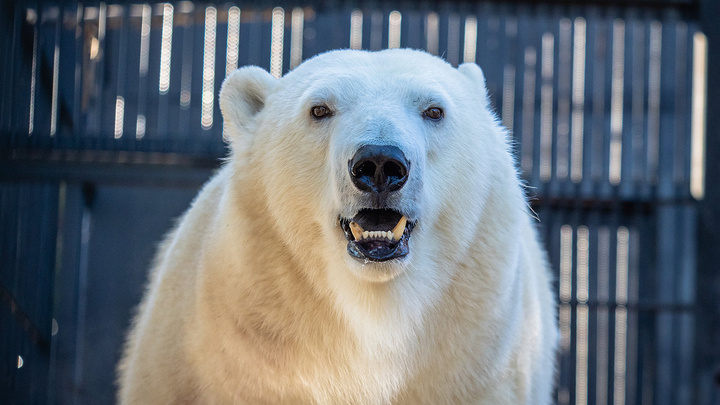 Красноярским белым медведям подарили огромные игрушки. Умилительное видео