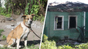 «Все миски пустые - ни еды, ни воды»: в Ярославле на пепелище оставили привязанную на цепи собаку