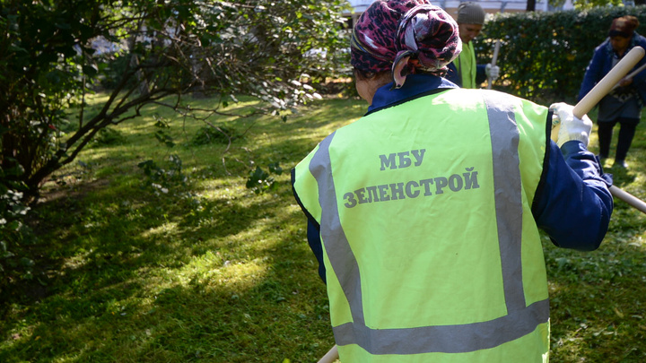 В Екатеринбурге собираются запретить варварскую обрезку деревьев, при которой удаляется вся крона