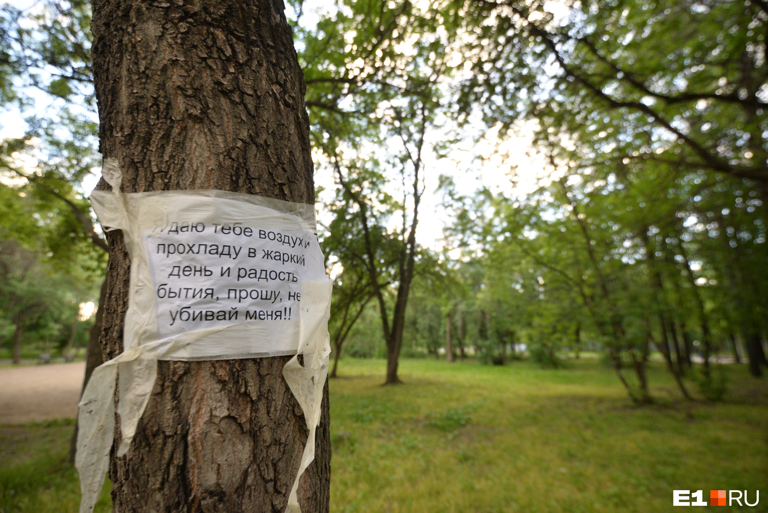 Активисты накануне расклеили в парке объявления, призывающие не убивать деревья