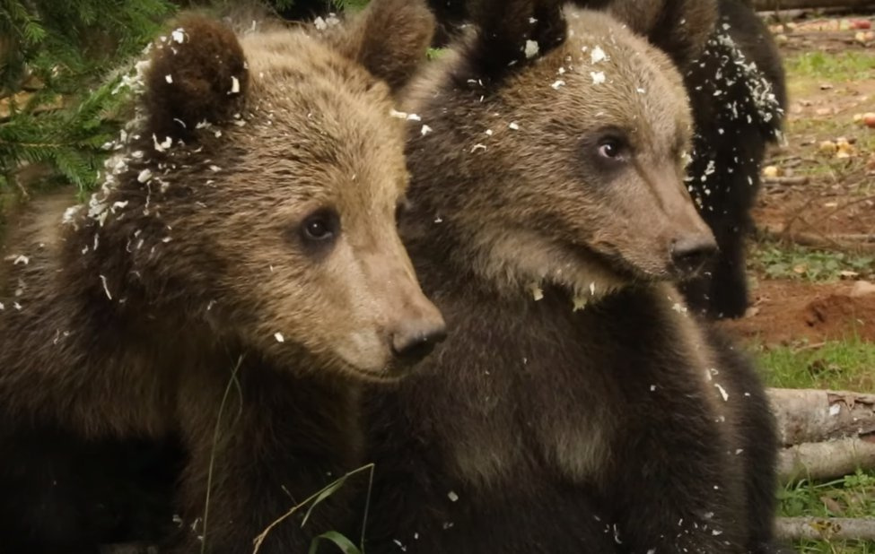 Кадр из видео в YouTube-канале&nbsp;Russia Baby Bear Rescue