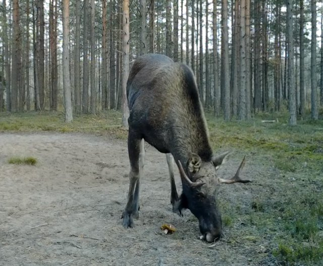 Кадр из видео&nbsp;<a class="author _" href="https://vk.com/kazdoytvaripopare" data-post-id="-147416952_3050" data-post-click-type="post_owner_link" helvetica="" neue",="" geneva,="" "noto="" sans="" armenian",="" bengali",="" cherokee",="" devanagari",="" ethiopic",="" georgian",="" hebrew",="" kannada",="" khmer",="" lao",="" osmanya",="" tamil",="" telugu",="" thai",="" sans-serif,="" arial,="" tahoma,="" verdana;="" font-size:="" 13px;="" font-style:="" normal;="" font-variant-ligatures:="" font-variant-caps:="" letter-spacing:="" orphans:="" 2;="" text-align:="" left;="" text-indent:="" 0px;="" text-transform:="" none;="" white-space:="" widows:="" word-spacing:="" -webkit-text-stroke-width:="" background-color:="" rgb(255,="" 255,="" 255);"="">Каждой твари по паре / Павел Глазков</a>