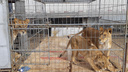В Кургане из-за коронавируса застрял цирк с дрессированными животными