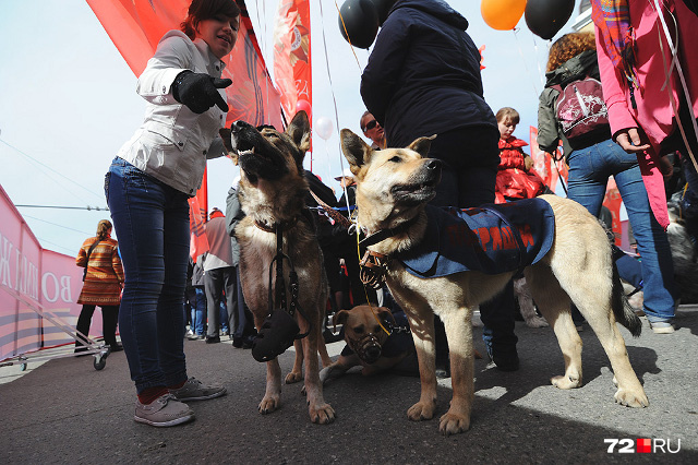 Традиционно в тюменском параде принимают участие собаководы