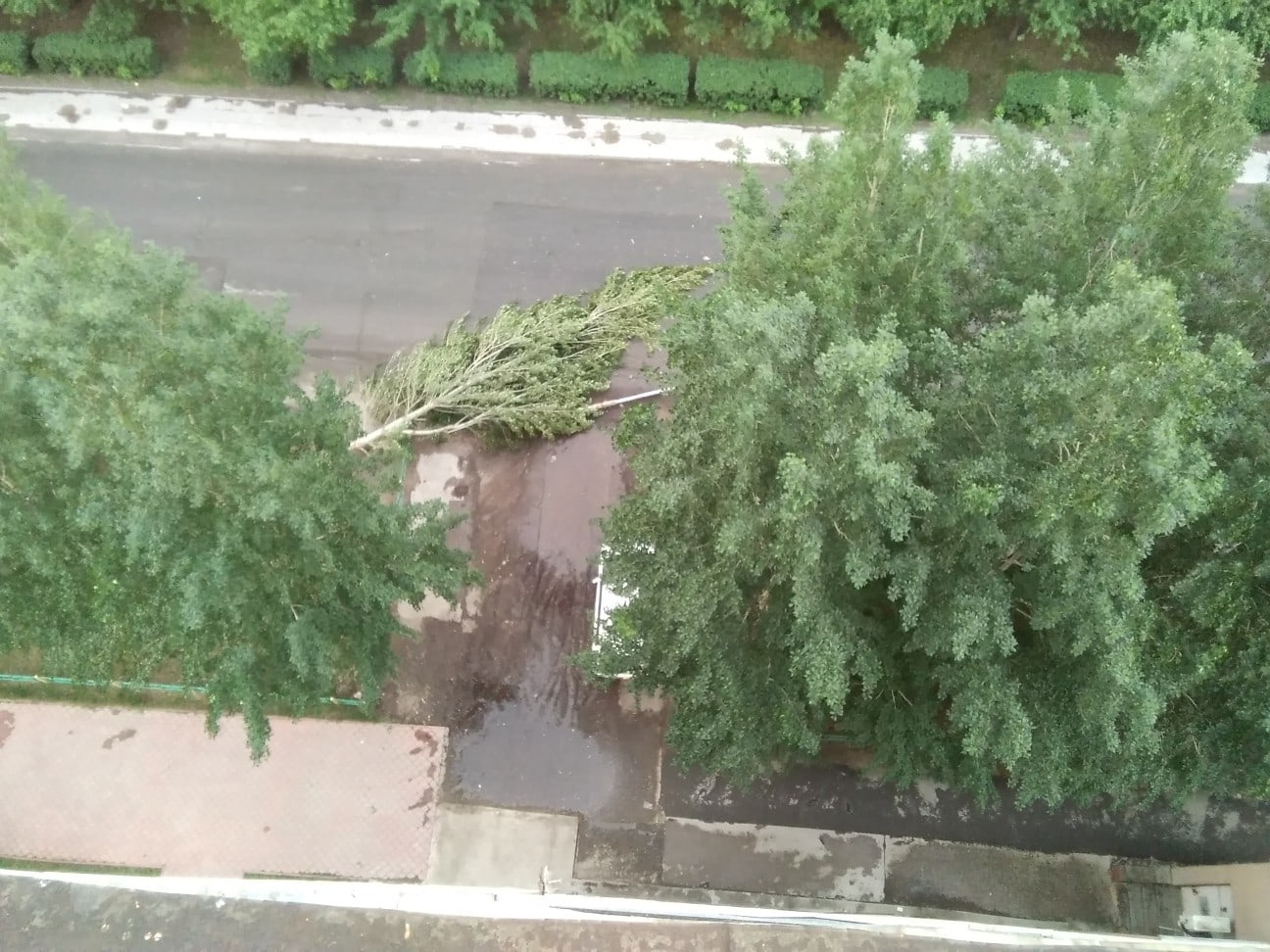 Дерево могло упасть на прохожего, но повезло, что в этот момент никого рядом не оказалось Дерево могло упасть на прохожего, но повезло, что в этот момент никого рядом не оказалось