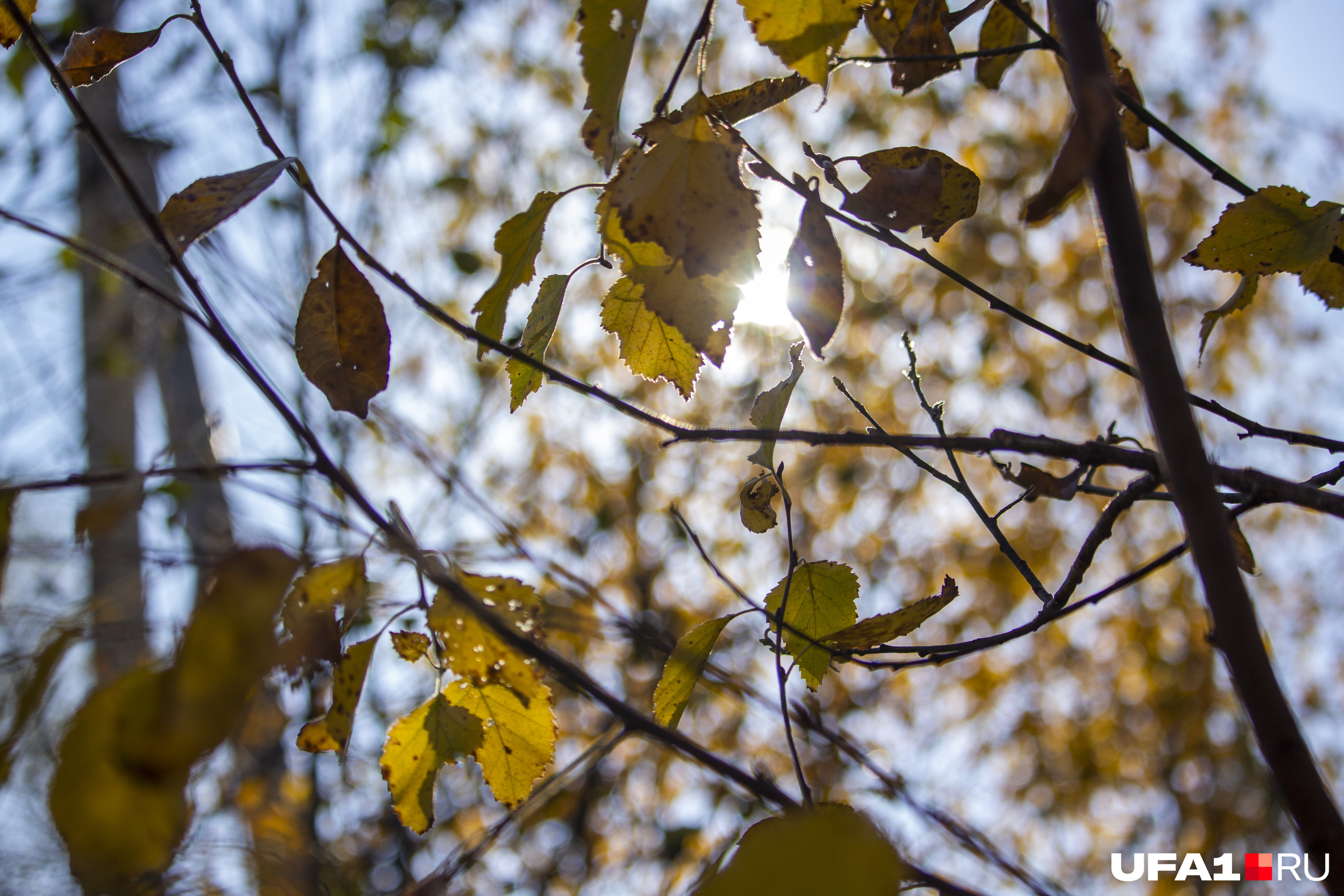Солнце золотит осенние листья