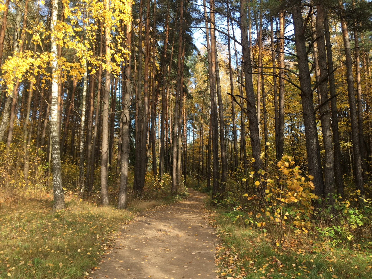 Дорога в университет у Дмитрия проходит через небольшой лесок