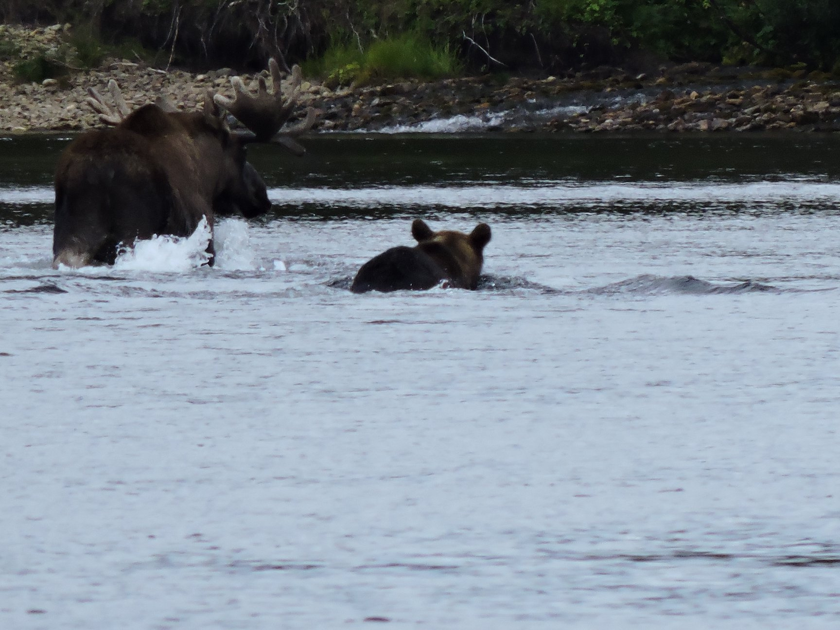 Лось проявил смекалку и бросился в воду, в реке медведю было сложнее напасть и нанести удар