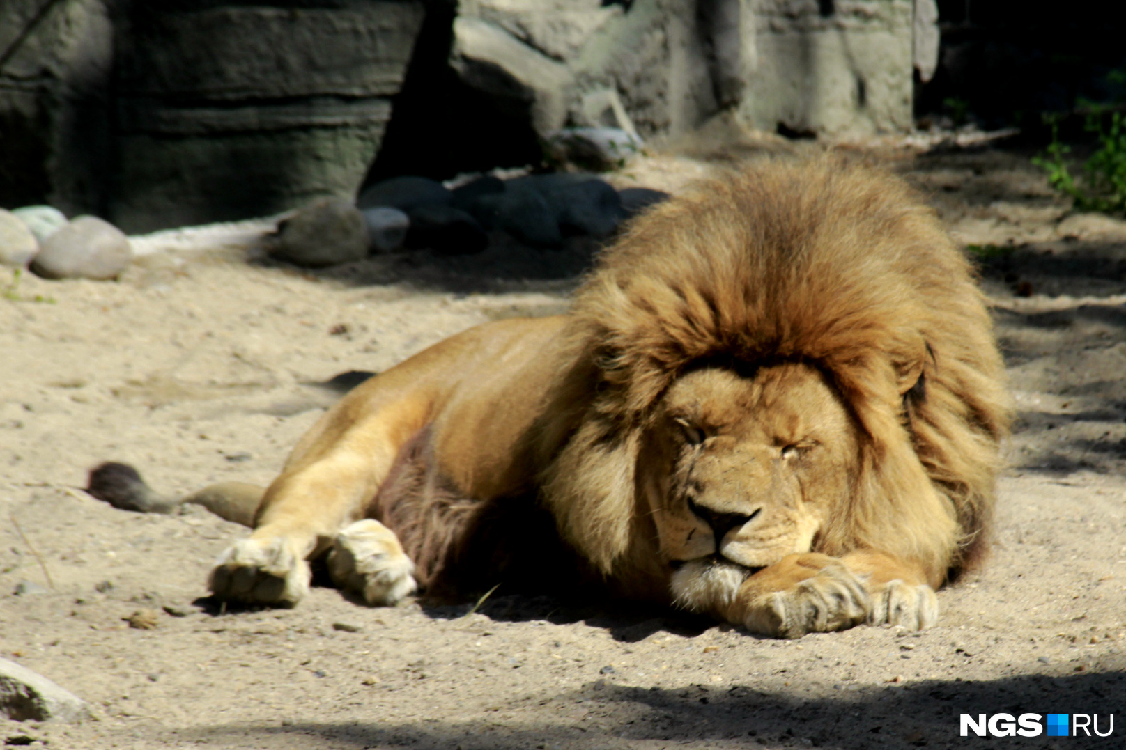 Лев, впрочем, на посетителей внимания не обращает — как и положено королю