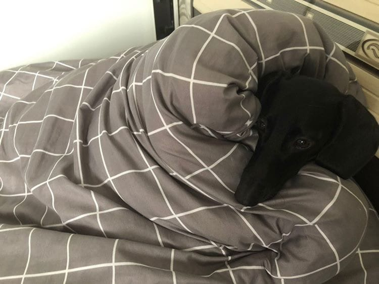 — Это Дина, и она всегда очень мёрзнет. Спит либо в одеяле, либо под включённым обогревателем, — рассказывает хозяйка таксы