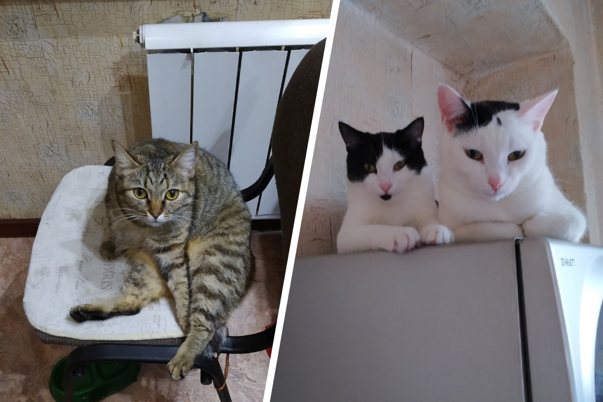 Слева — кошка Карамель (она, кстати, ищет дом), а справа — Куз и Пуся (она тоже, кстати, ищет дом)