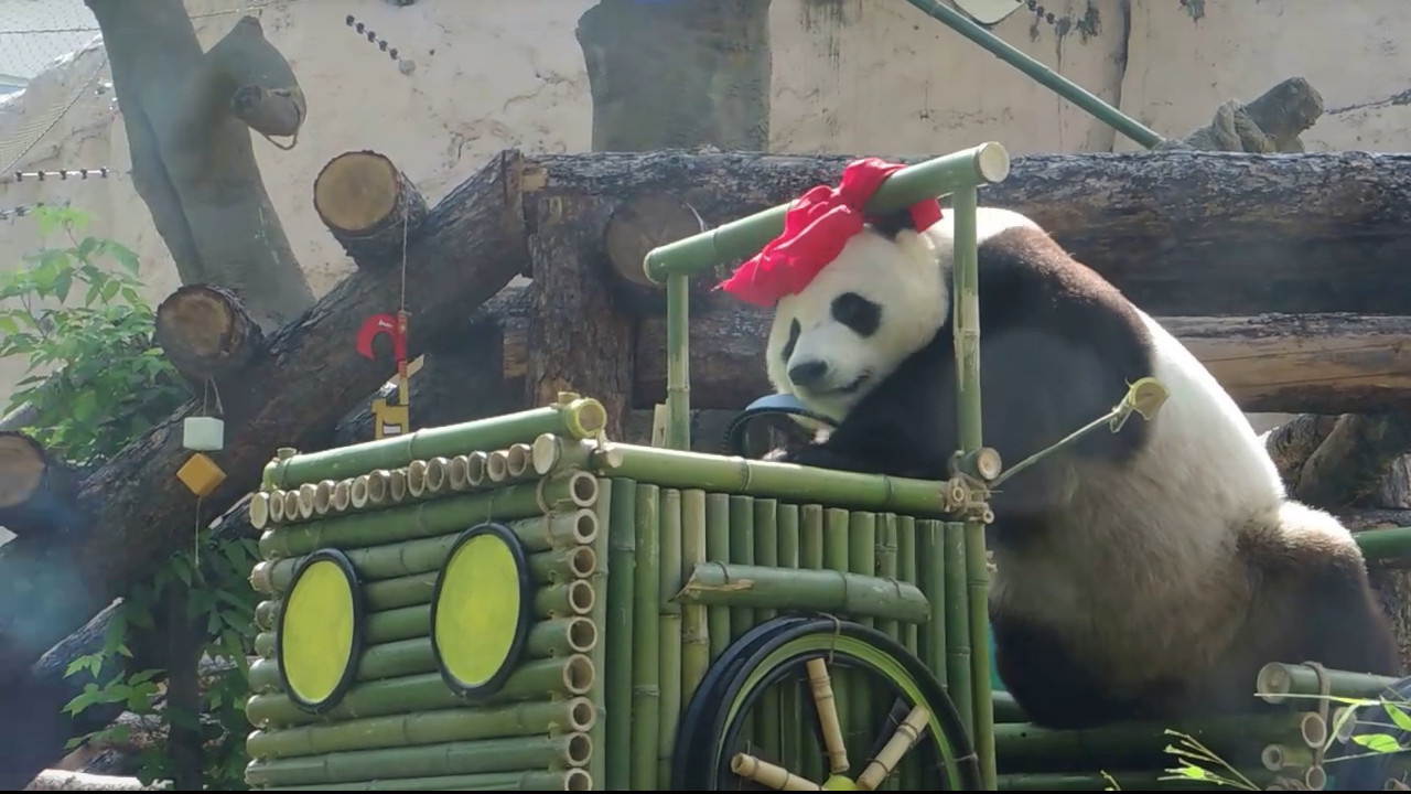 Кадр из видео Московского зоопарка