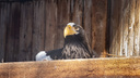 «Птиц не может смутить окружение и погода»: орланы в Новосибирском зоопарке начали строить гнёзда