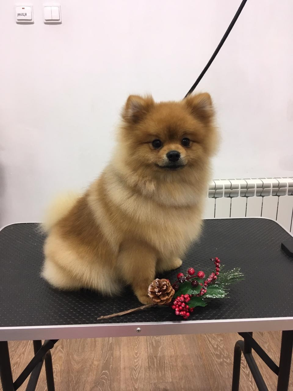А кто-то завел домашнего любимца, о котором давно мечтал А кто-то завел домашнего любимца, о котором давно мечтал