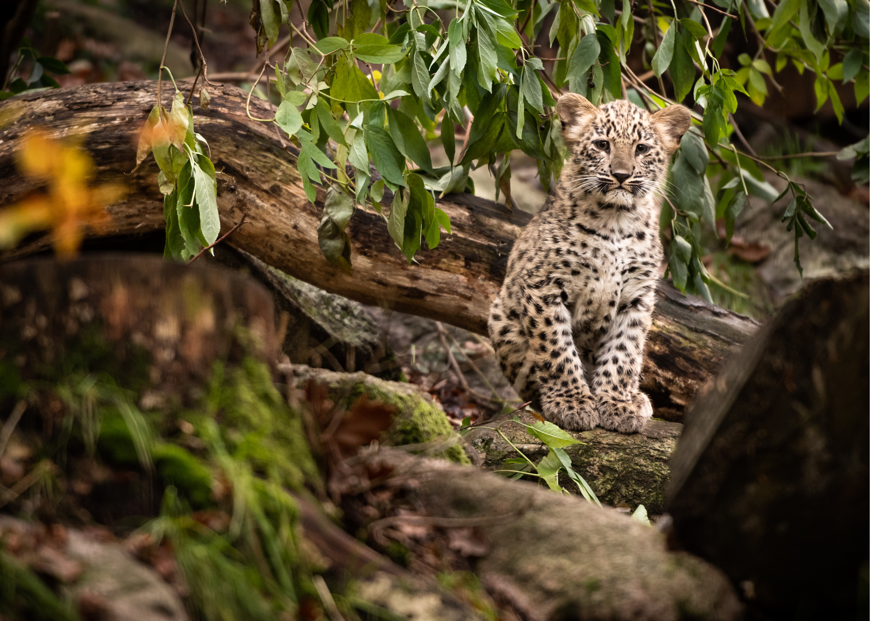 Леопарды-путешественники помогут восстанавливать численность кошек на Кавказе. Их прибытие готовили два года