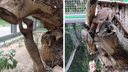Накололи мясо на оленьи рога: новосибирский зоопарк снял на видео необычное кормление фоссы
