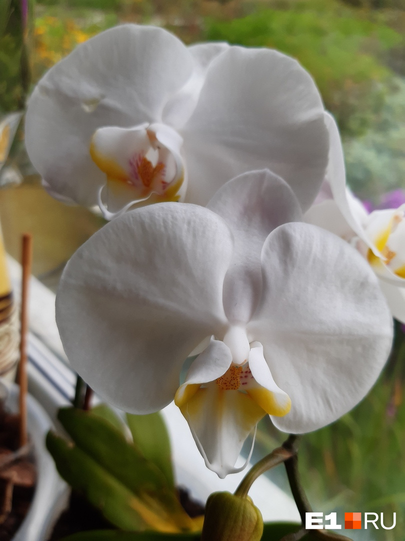 Белая орхидея напоминает о зиме