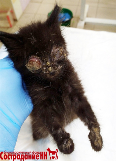 Трогательная история про кота Тоби, который лишился глаз, и кошку Электру,  которая попала в трансформаторную будку. Их спасли врачи, и теперь они  живут у новой хозяйки в Нижнем Новгороде - 15 июня