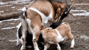 Милые камерунские козлята попали на видео в Новосибирском зоопарке — они гуляют по открытому вольеру