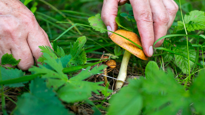 С началом сезона ягод и грибов десятки людей теряются в лесу. Инструкция, как не оказаться на их месте