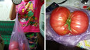 «Почти 1,5 килограмма!»: под Новосибирском на огороде вырос огромный помидор