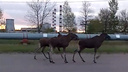 «Вот они — красавцы»: четыре лося вышли на дорогу в Ярославле. Видео
