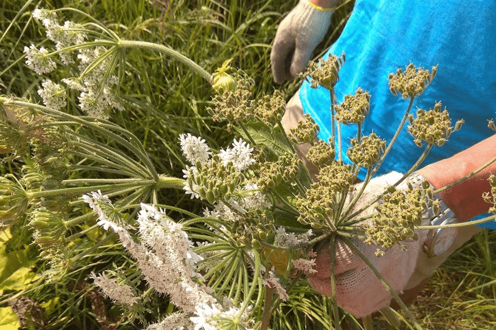 Жители сел и деревень сами срезают соцветия растения, чтобы оно не размножалось