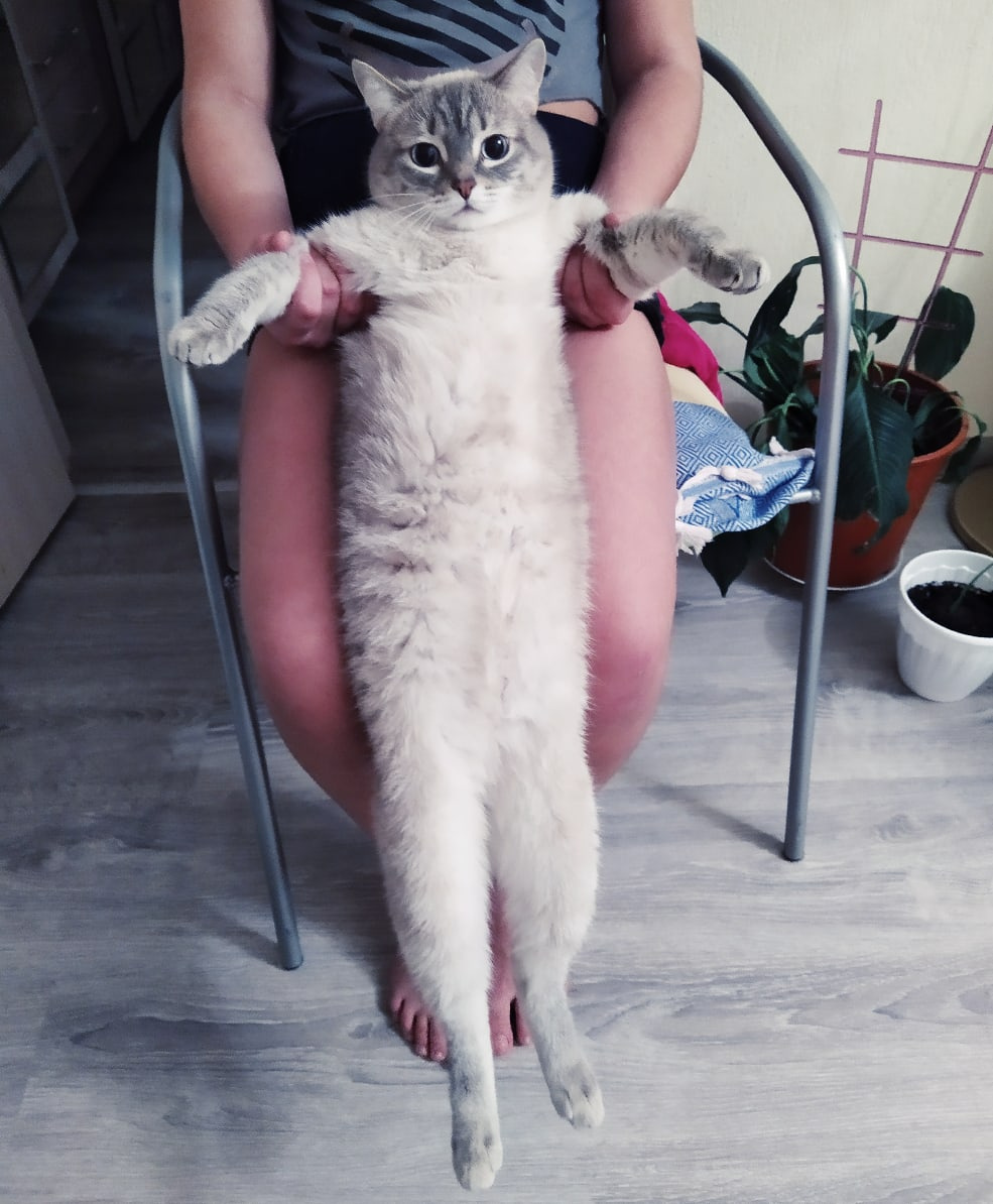 Этого длинного кота зовут Кокос