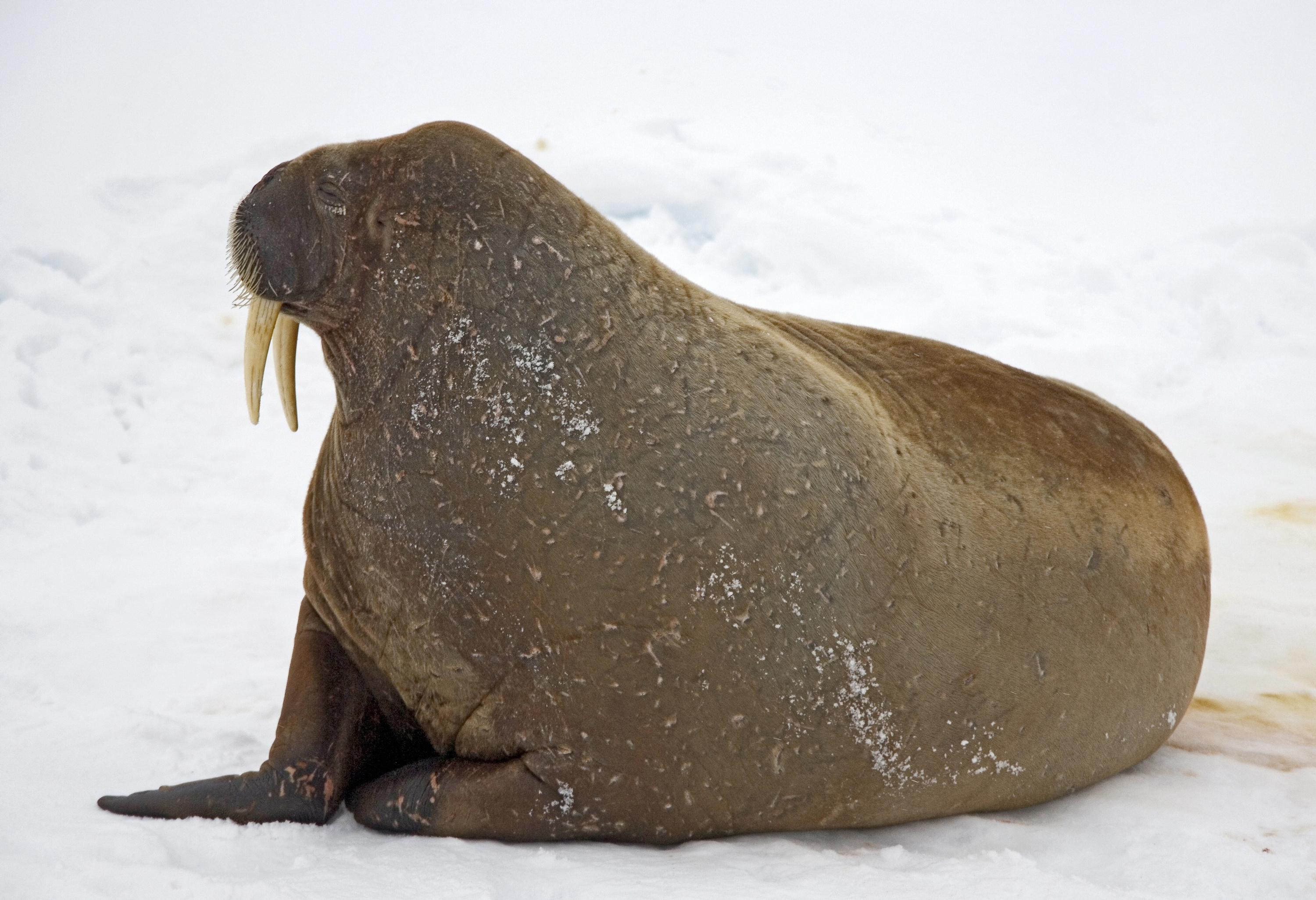 Ученые изучат, что скрывается в жире моржа. Так они поймут, чем кормится животное и насколько загрязнена Арктика