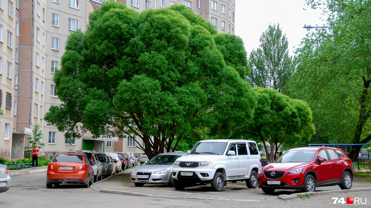 Шаровидные ивы — одни из самых эффектных городских деревьев