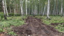 «Содрали бульдозером всё живое»: в челябинском лесу вырубили деревья ради дороги к коттеджам