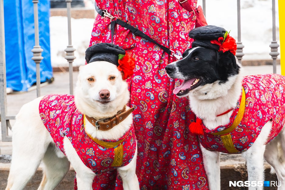 В Омске на Масленицу даже собаки выглядят по-человечески
