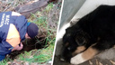 В Новосибирске щенок провалился в яму — на помощь ему пришлось вызывать спасателей
